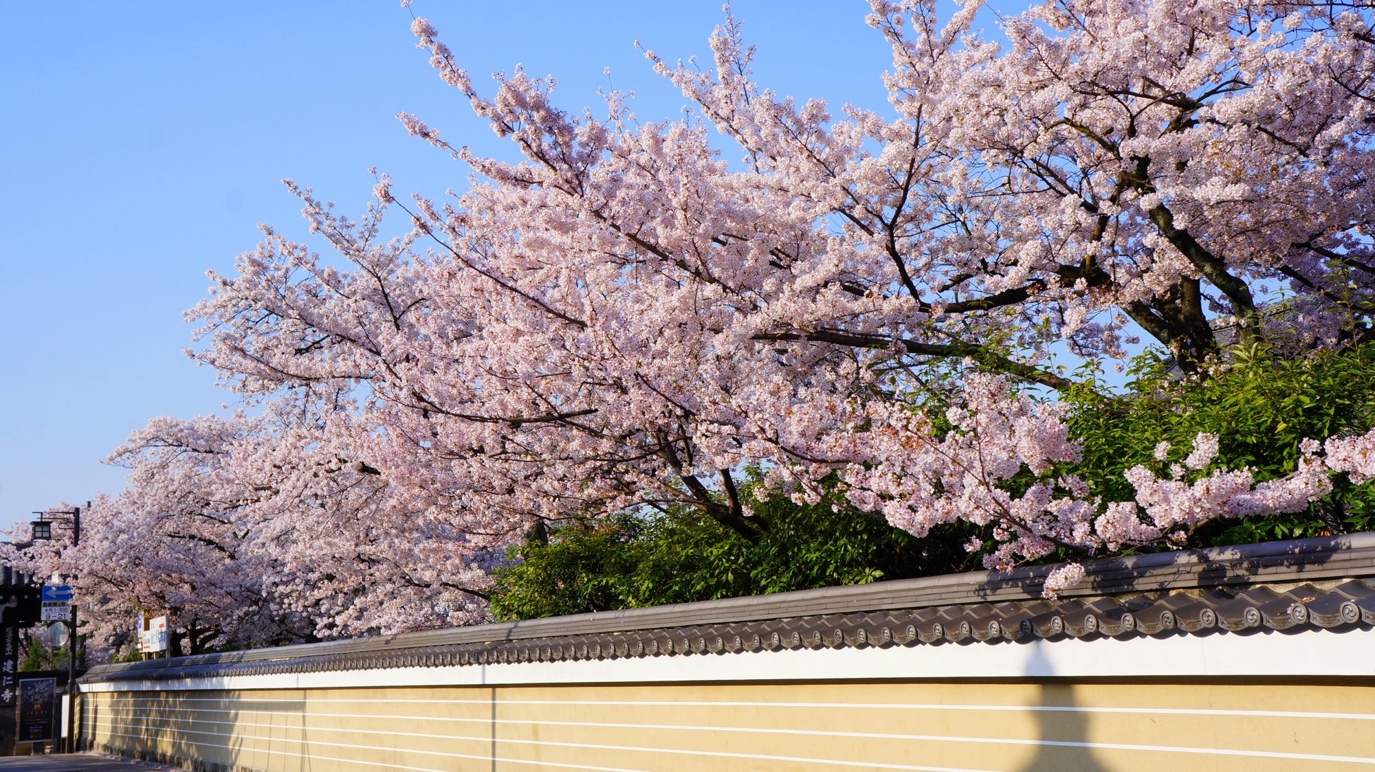 建仁寺の素晴らしい桜と春の情景