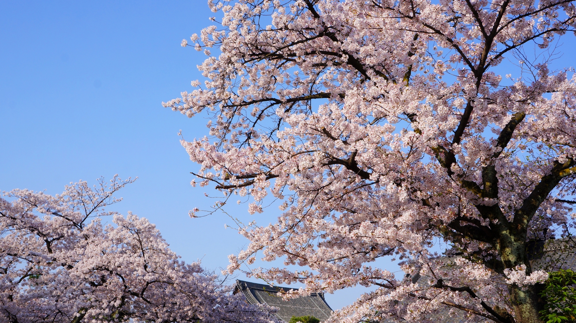 満開の桜につつまれた快晴の空と建仁寺の伽藍