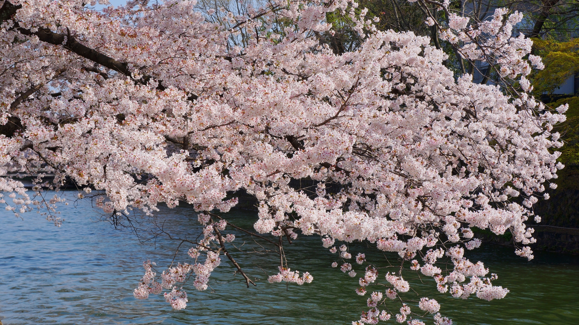岡崎疏水に溢れ出す桜