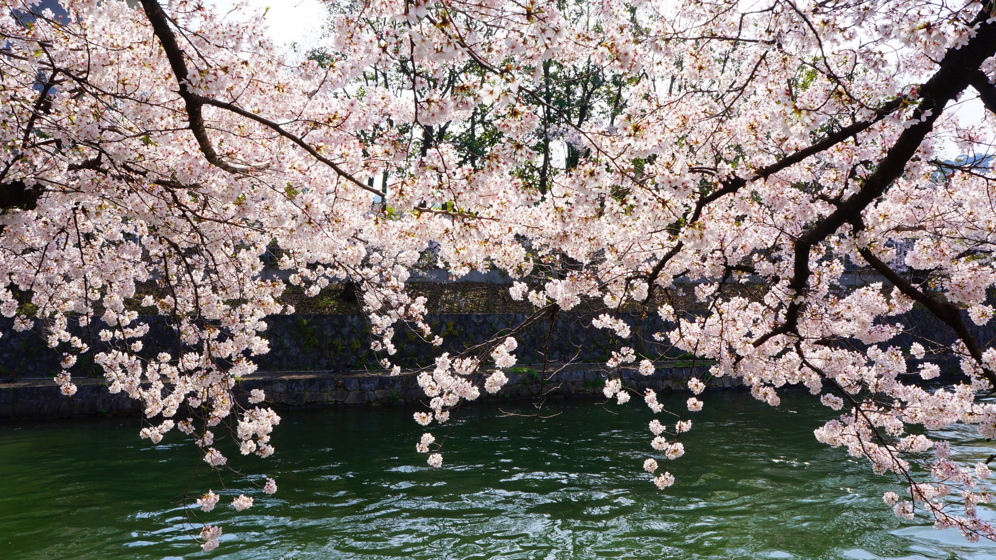 美しく風情もある桜