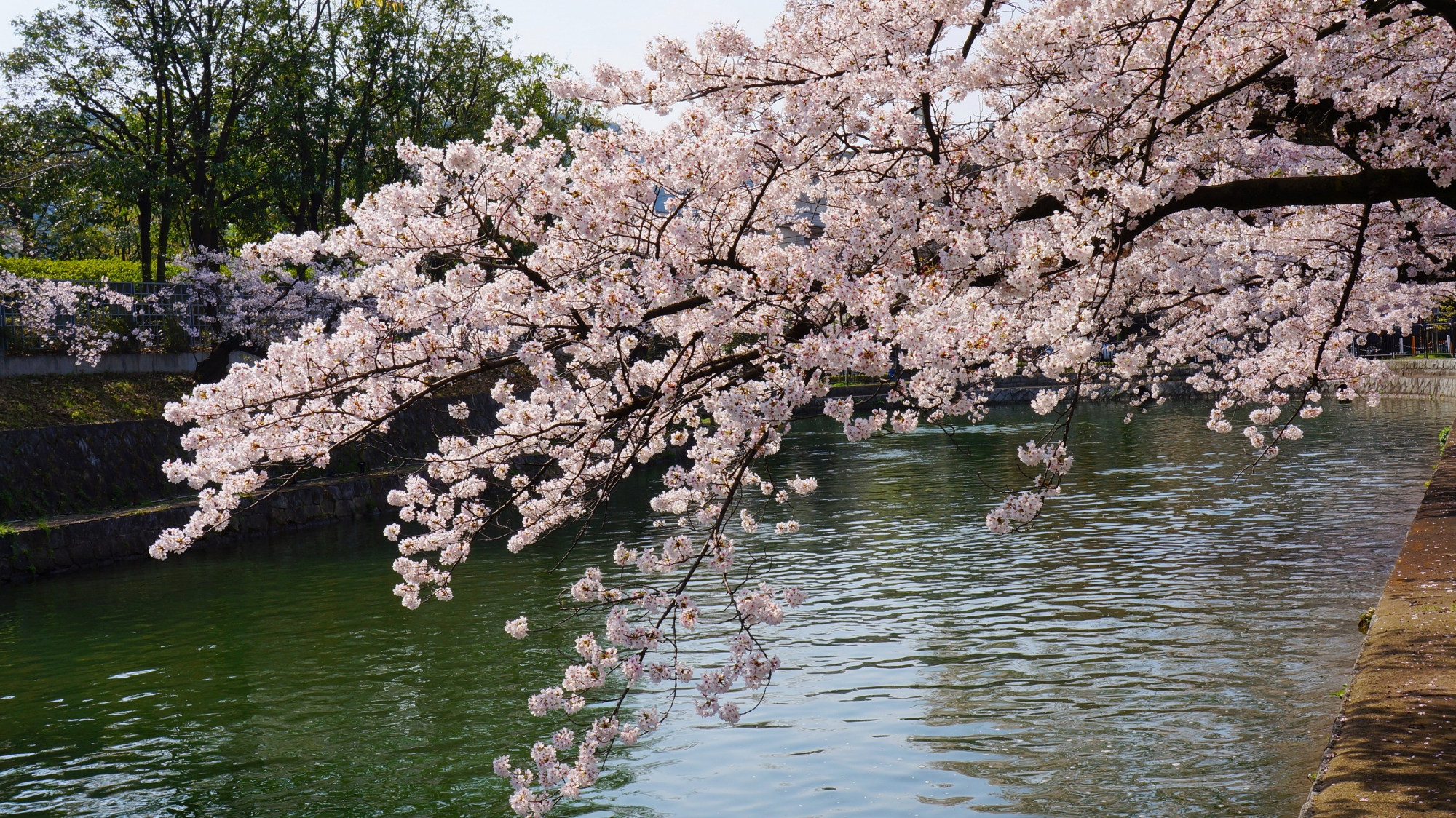 水辺を彩る満開の桜