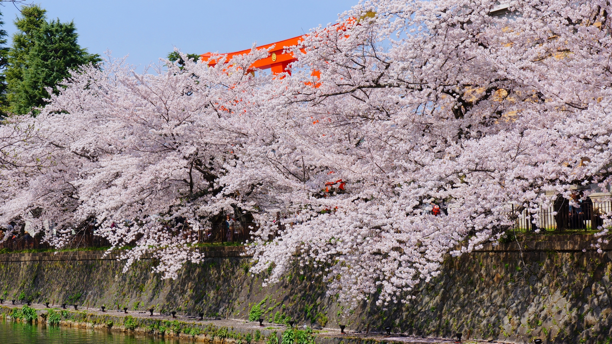 平安神宮の赤い大鳥居を背景にした桜