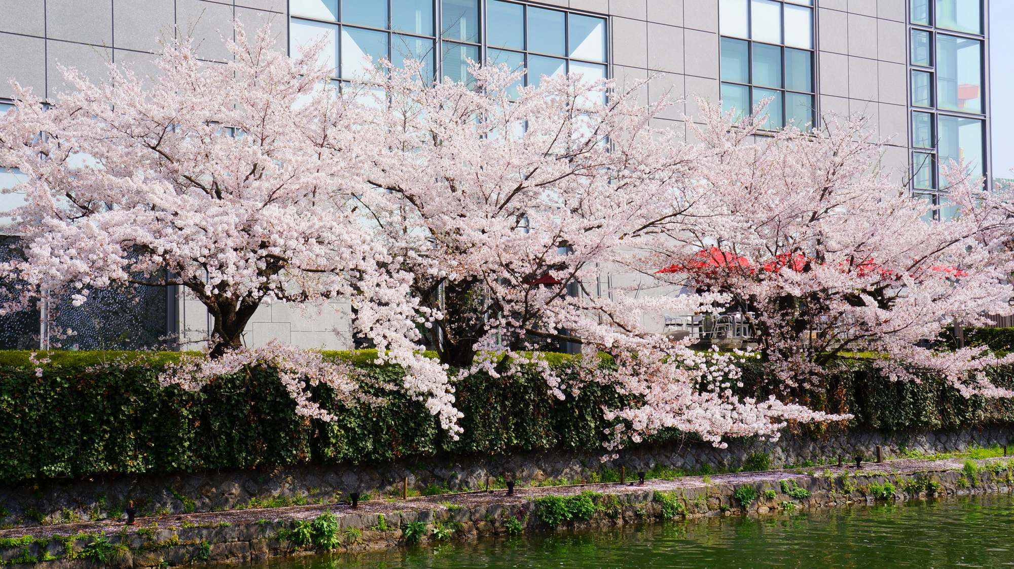 上品な建物と良く合う華やかな桜