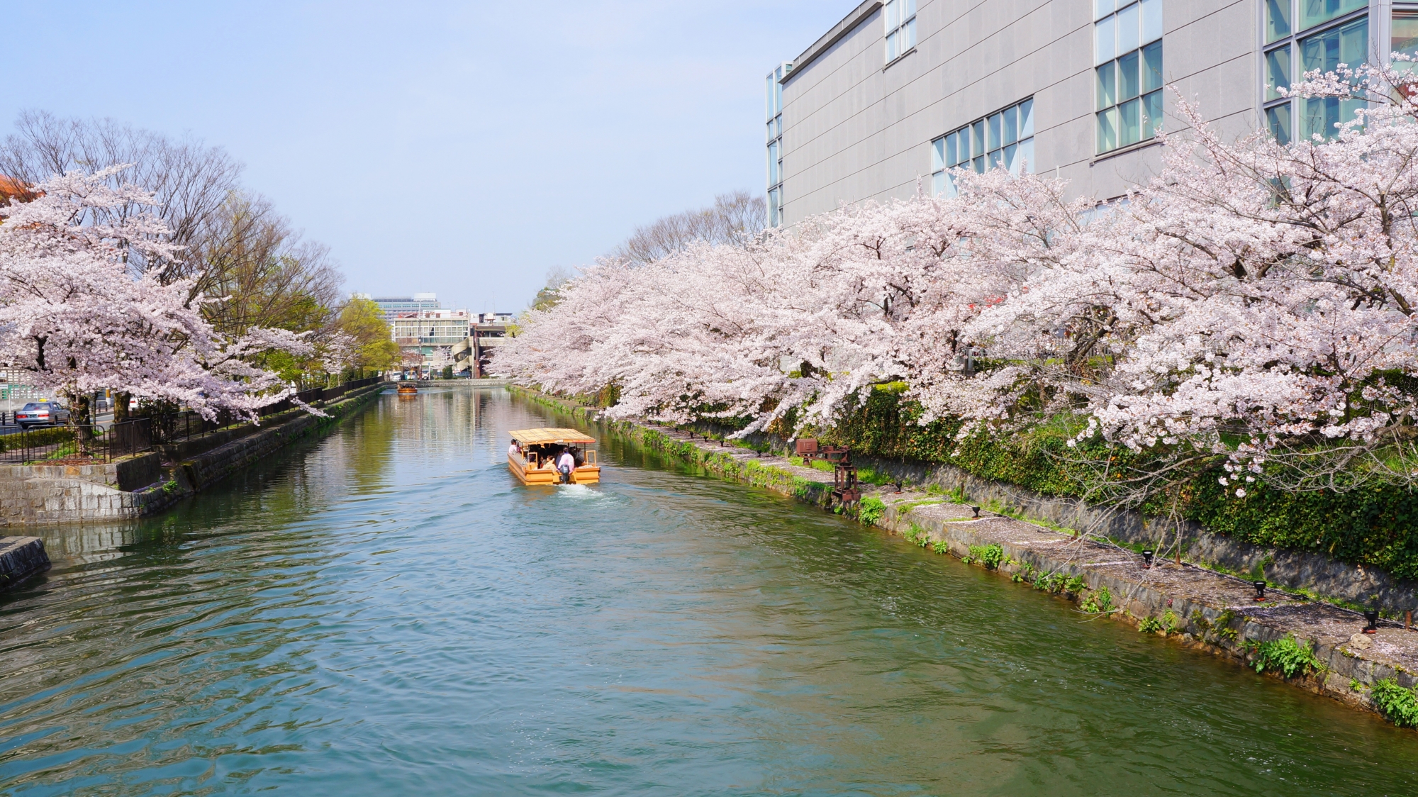 春の桜シーズンに通る小さな遊覧船（十石舟）
