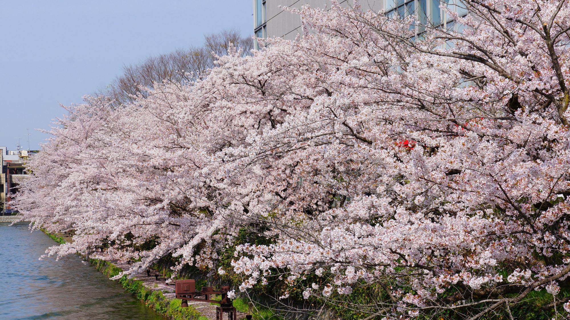 桜の花が弾け飛びそうな満開