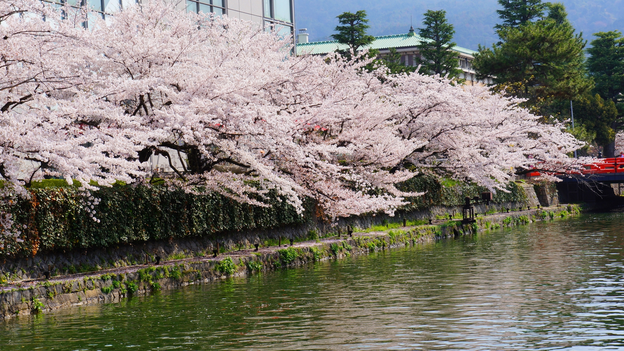 京都の桜の名所として有名な岡崎疏水