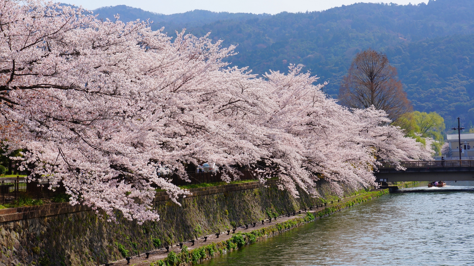 東山を背景にした見事な桜並木