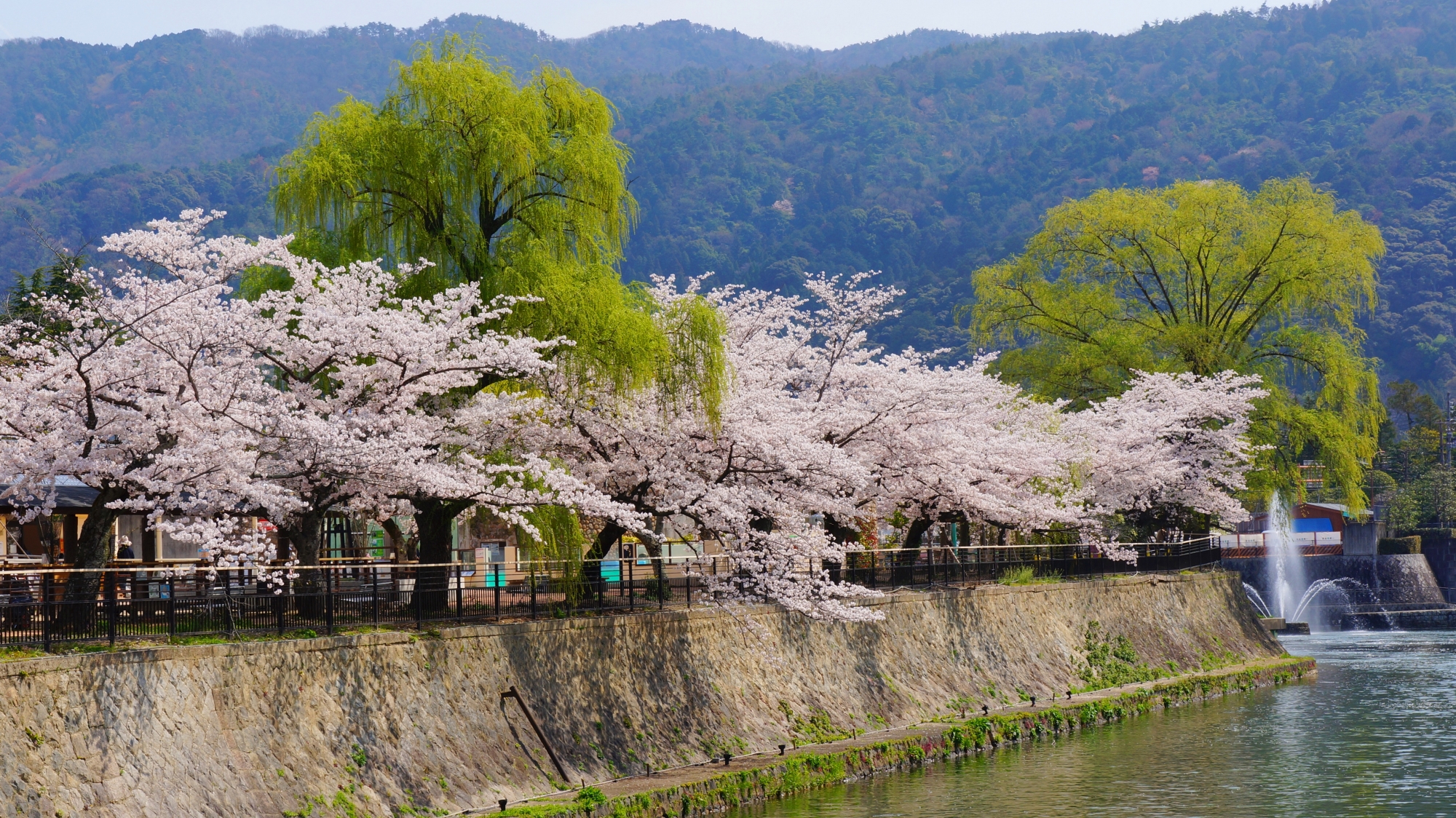 京都市動物園前の桜