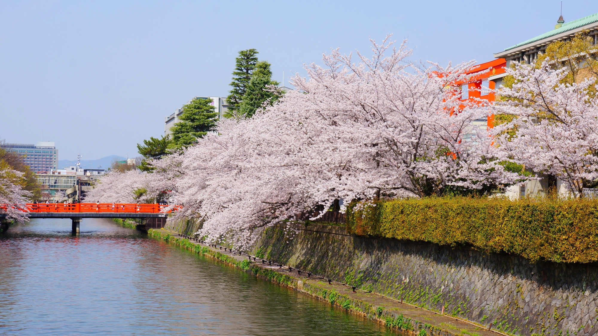 青空と水辺を優雅に彩るピンクの桜