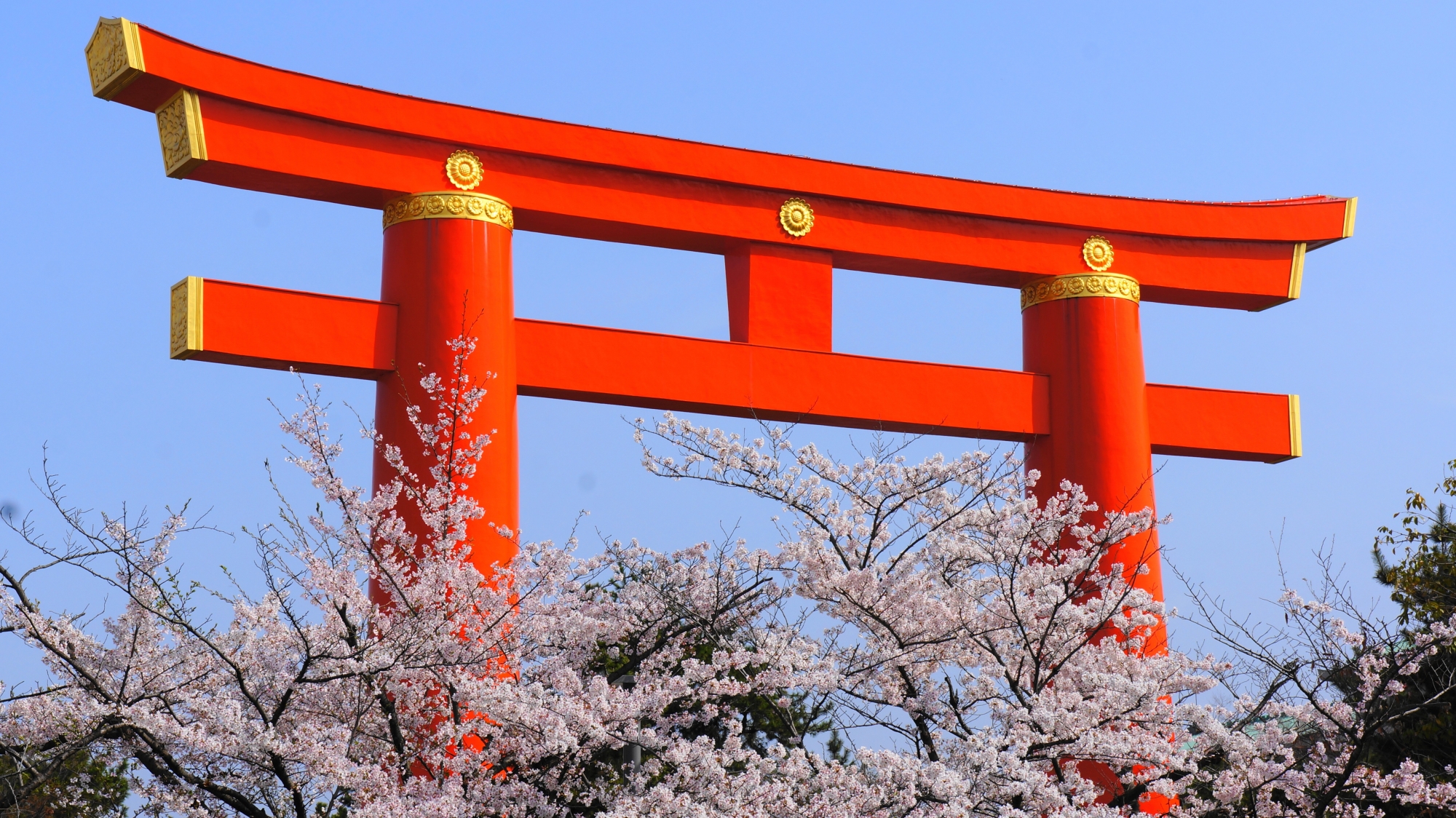 平安神宮の大鳥居と桜