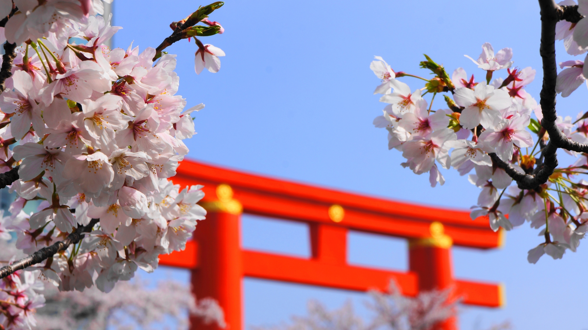 大鳥居と桜の絵になる春の風景