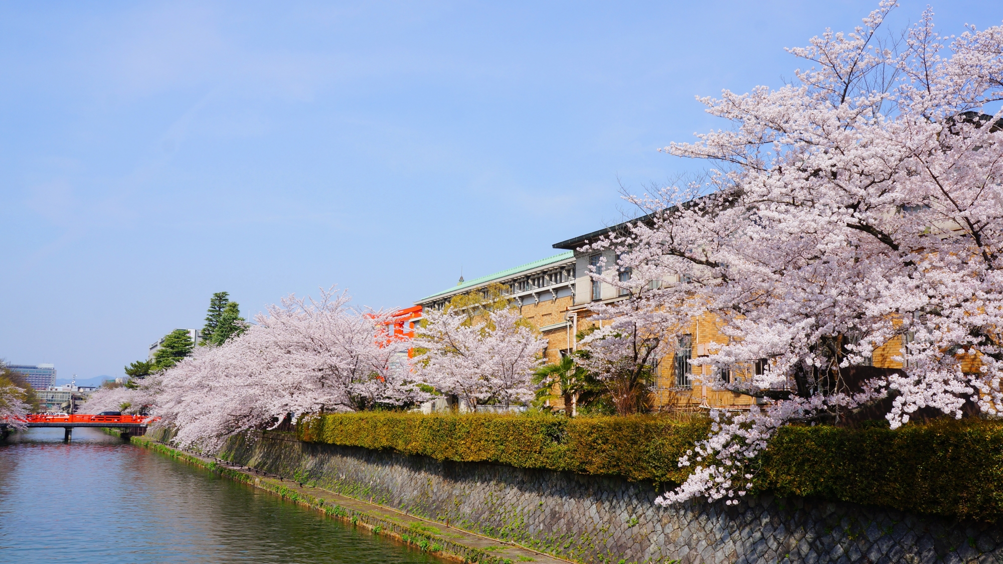 京都市美術館前の桜