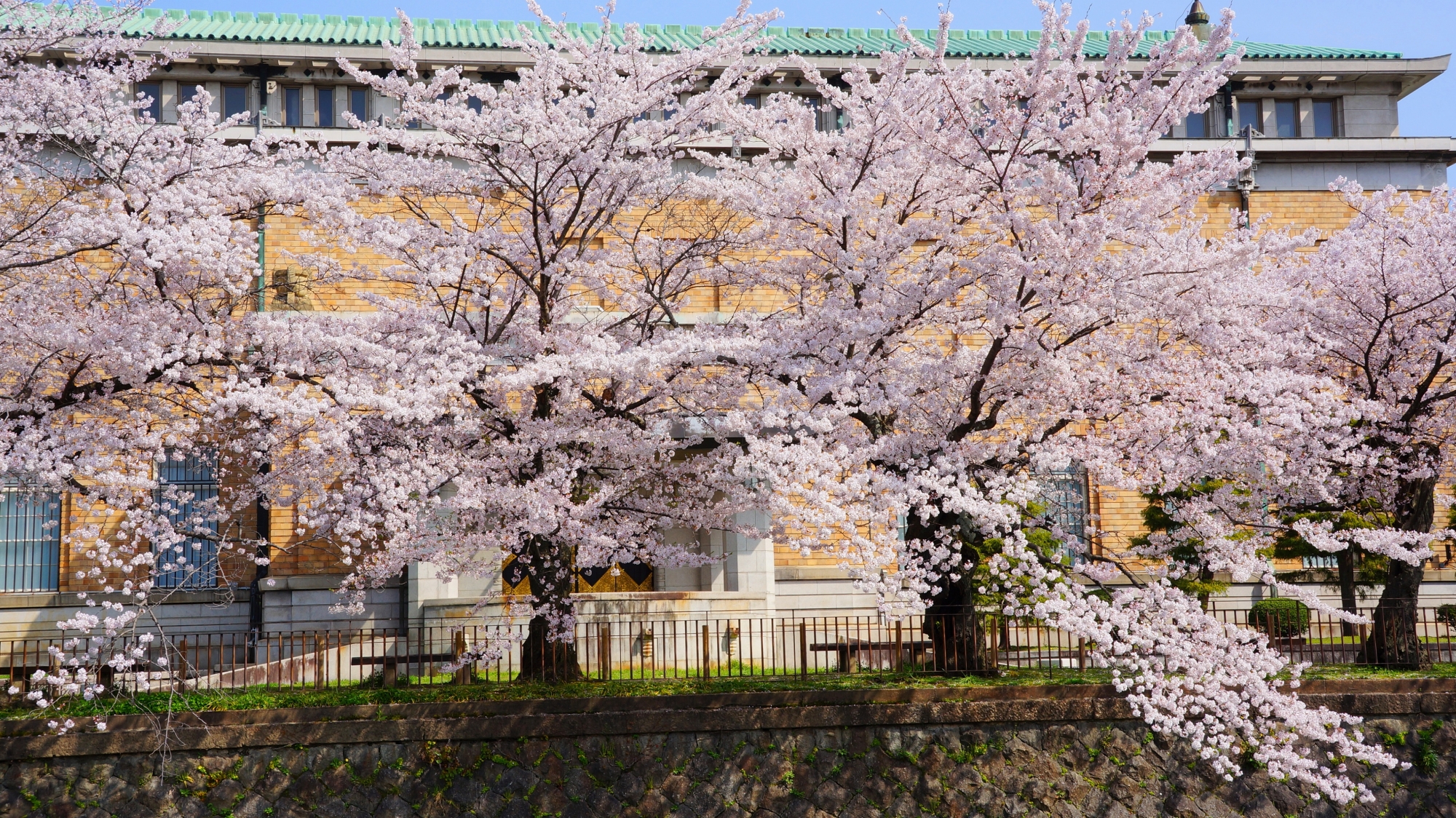 近代建築を華やかに彩る桜