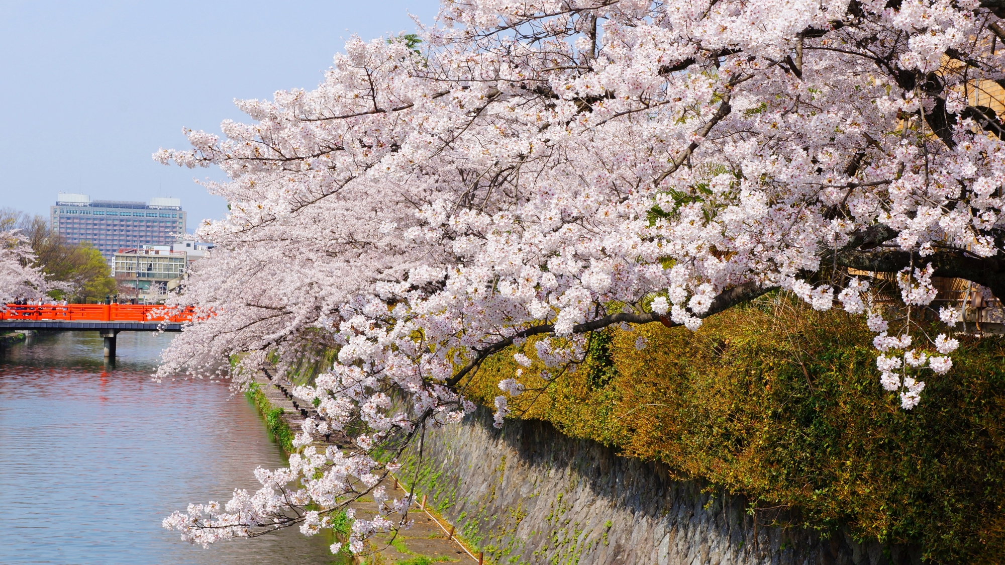 澄みきった青空と水辺を春色にそめる桜