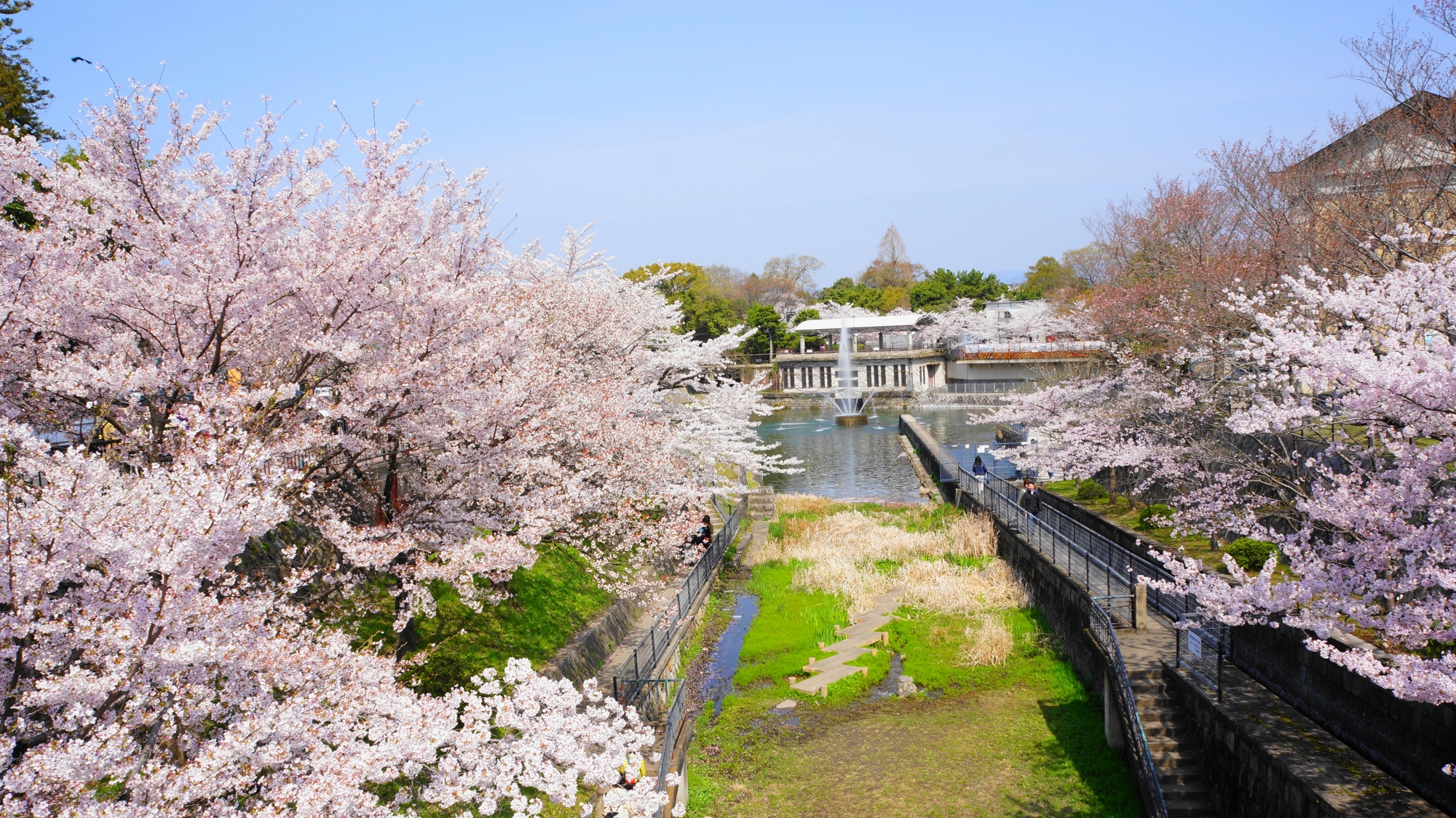 岡崎疏水の素晴らしすぎる桜と春の情景