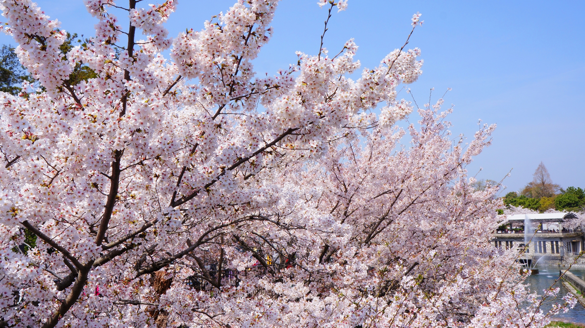 青空を華やかなピンクに染める桜