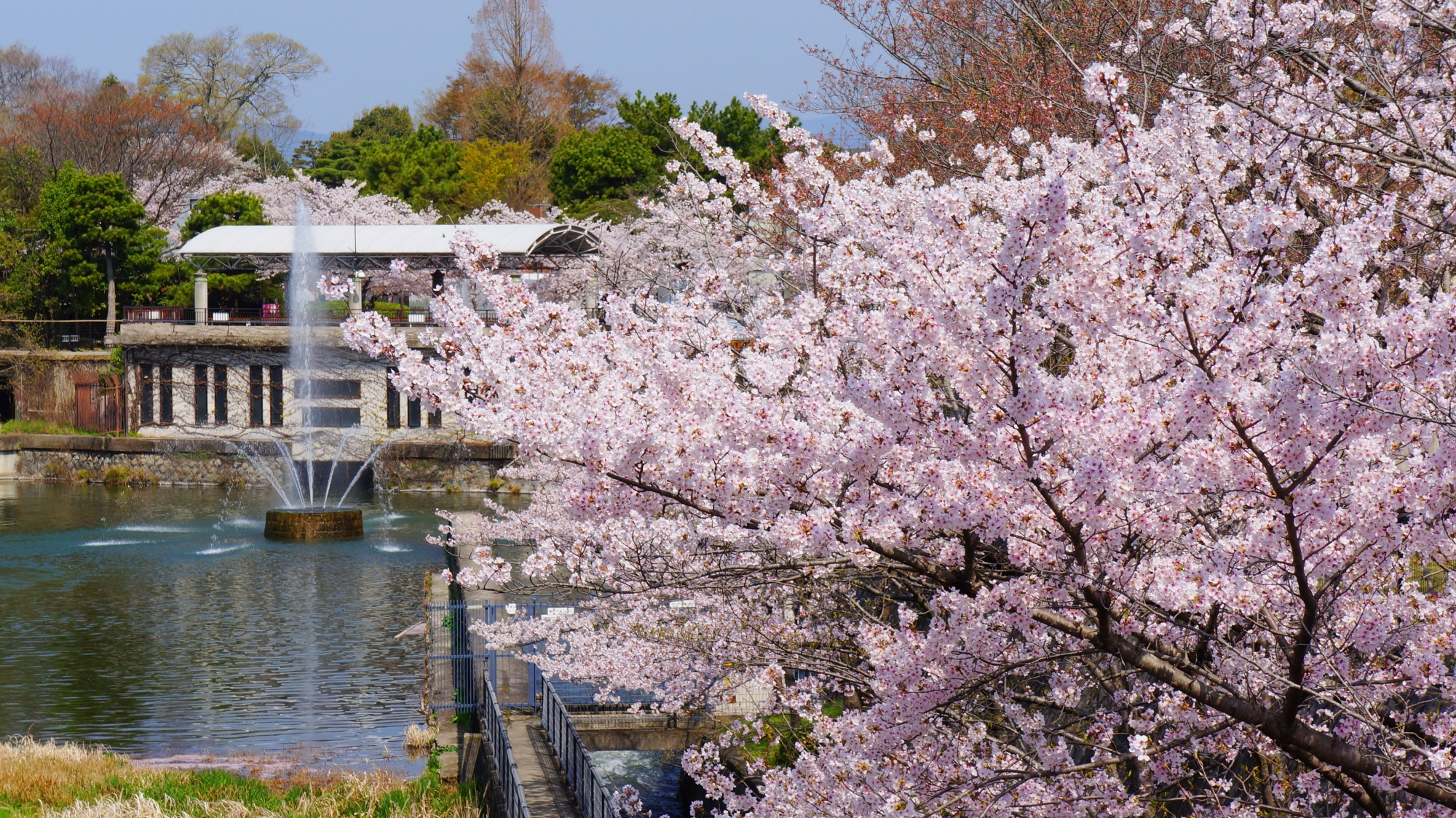豪快に咲き誇る琵琶湖疏水記念館の桜