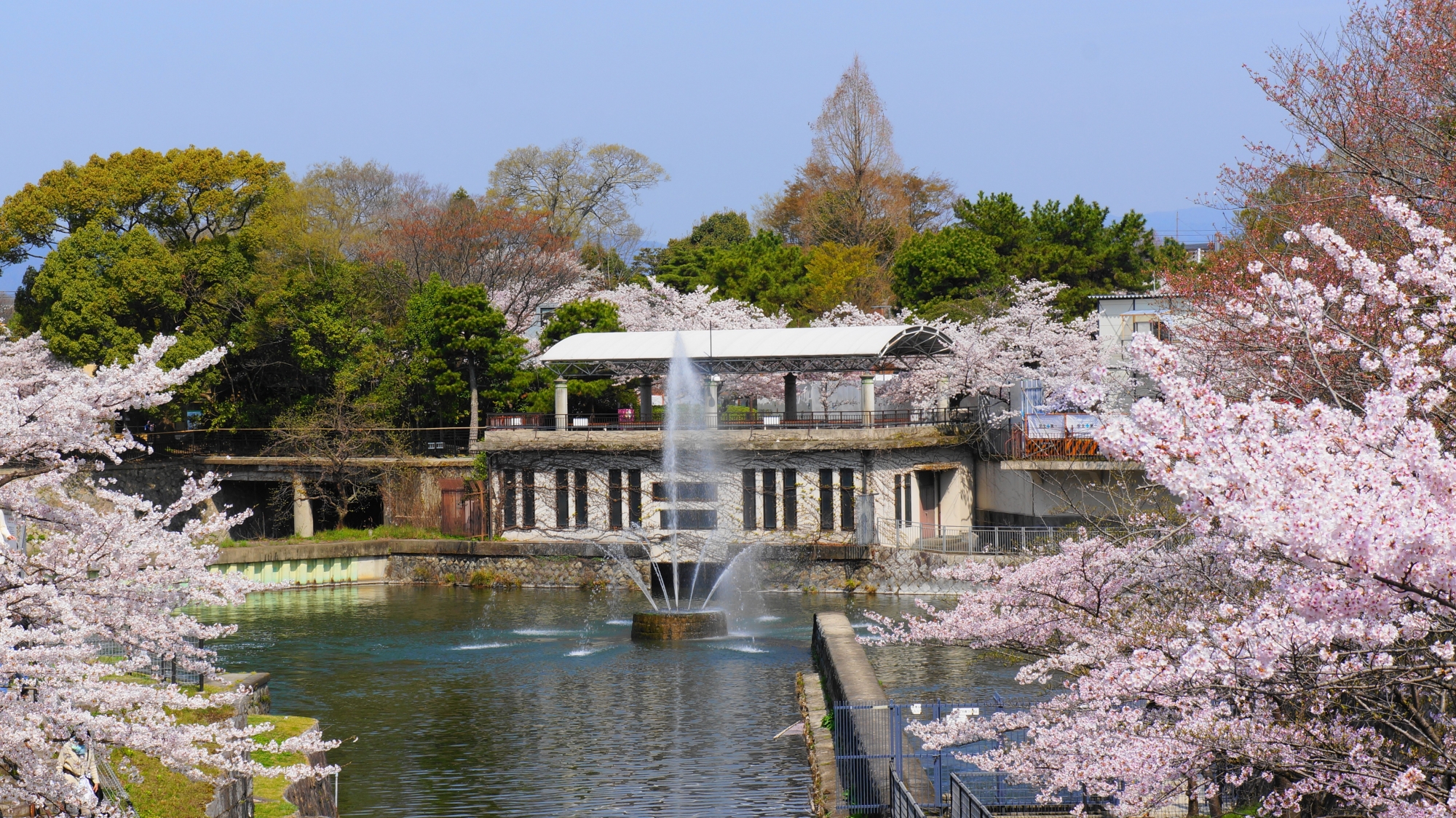 琵琶湖疏水記念館と桜