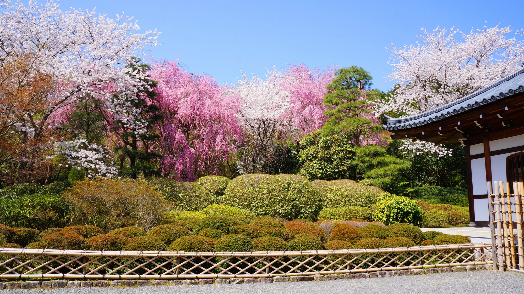 豪華で華やかな彩り　咲き乱れる龍安寺の桜