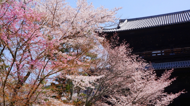 南禅寺の三門と満開の桜