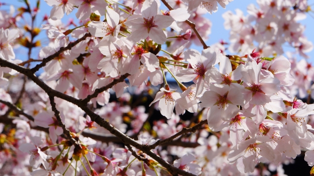 南禅寺の三門と見事な桜