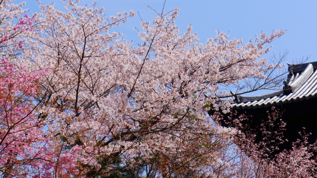 南禅寺の巨大な三門と満開の華やかな桜