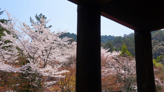 南禅寺の三門と満開の綺麗な桜