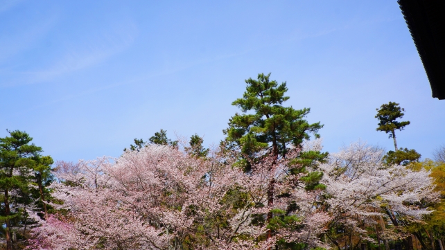 南禅寺の三門と満開の桜と青い空