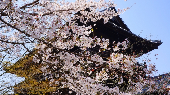 三門と満開の美しい桜