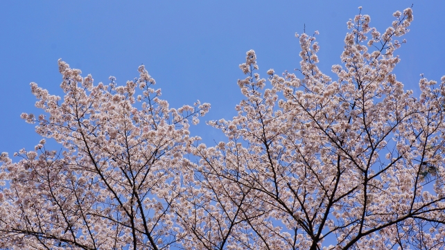 南禅寺の三門と見ごろの綺麗な桜