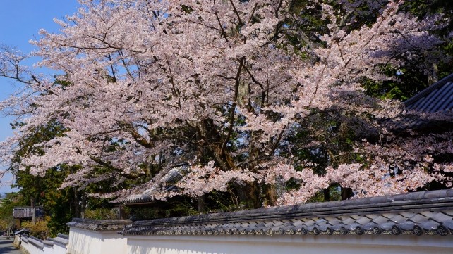 南禅寺の南禅僧堂前の満開の桜