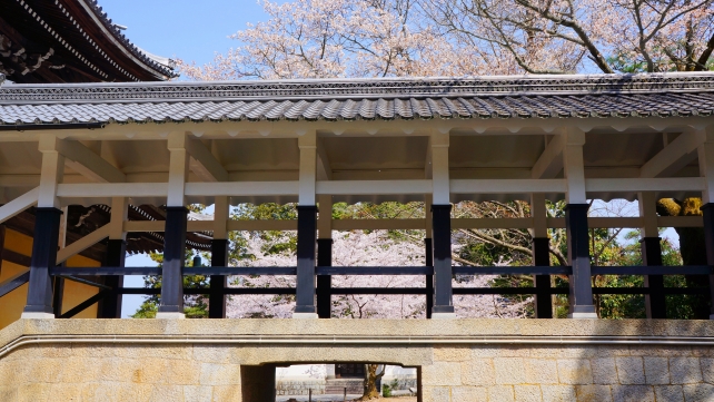 南禅寺の渡り廊下・法堂～方丈と満開の桜