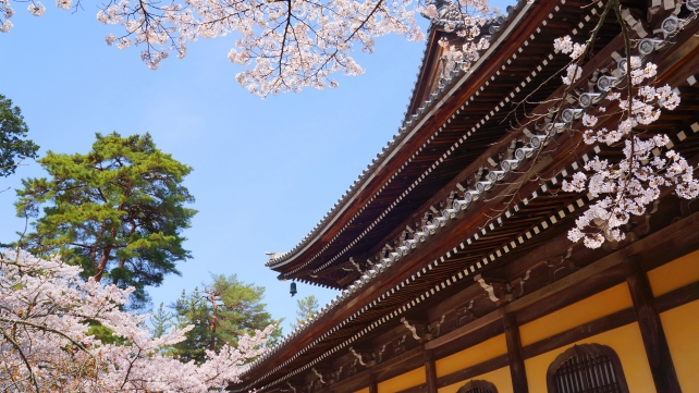 南禅寺の法堂と満開の綺麗な桜