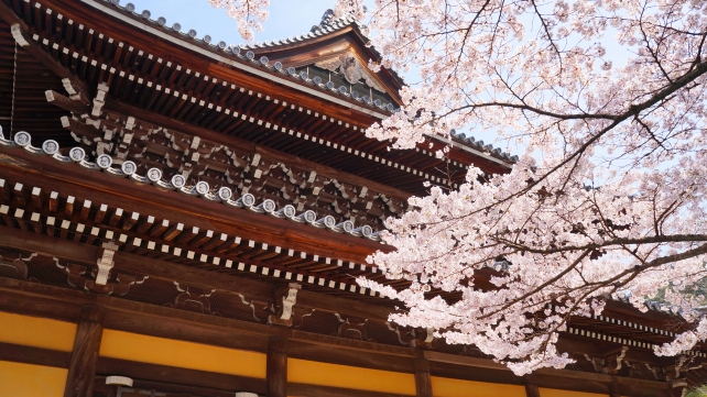 南禅寺の黄土色の法堂と満開のピンクの桜
