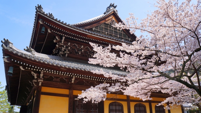 南禅寺の法堂と美しい満開の桜