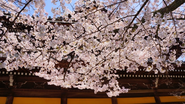 南禅寺の珍しい色の法堂と満開の桜