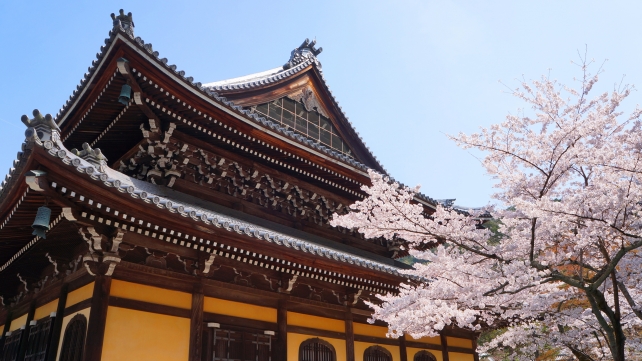 南禅寺の法堂と満開の見事な桜