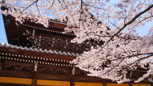 南禅寺の法堂と満開の桜 4月4日