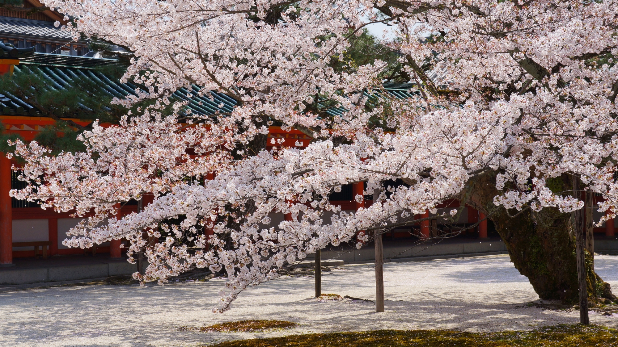 雅で華やかな桜の名所 春の平安神宮 京都もよう Kyoto Moyou