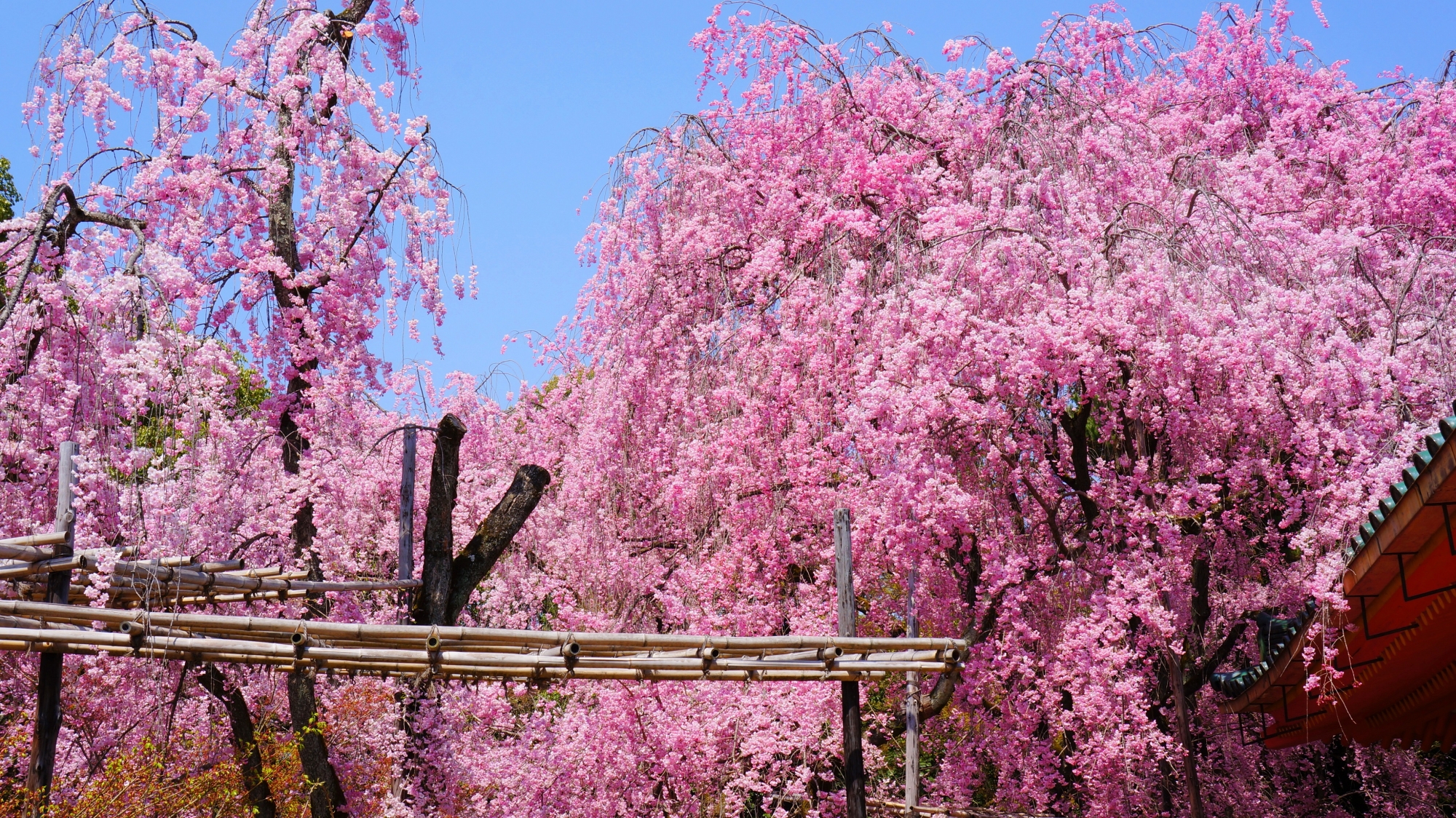 平安神宮の神苑入口付近しだれ桜