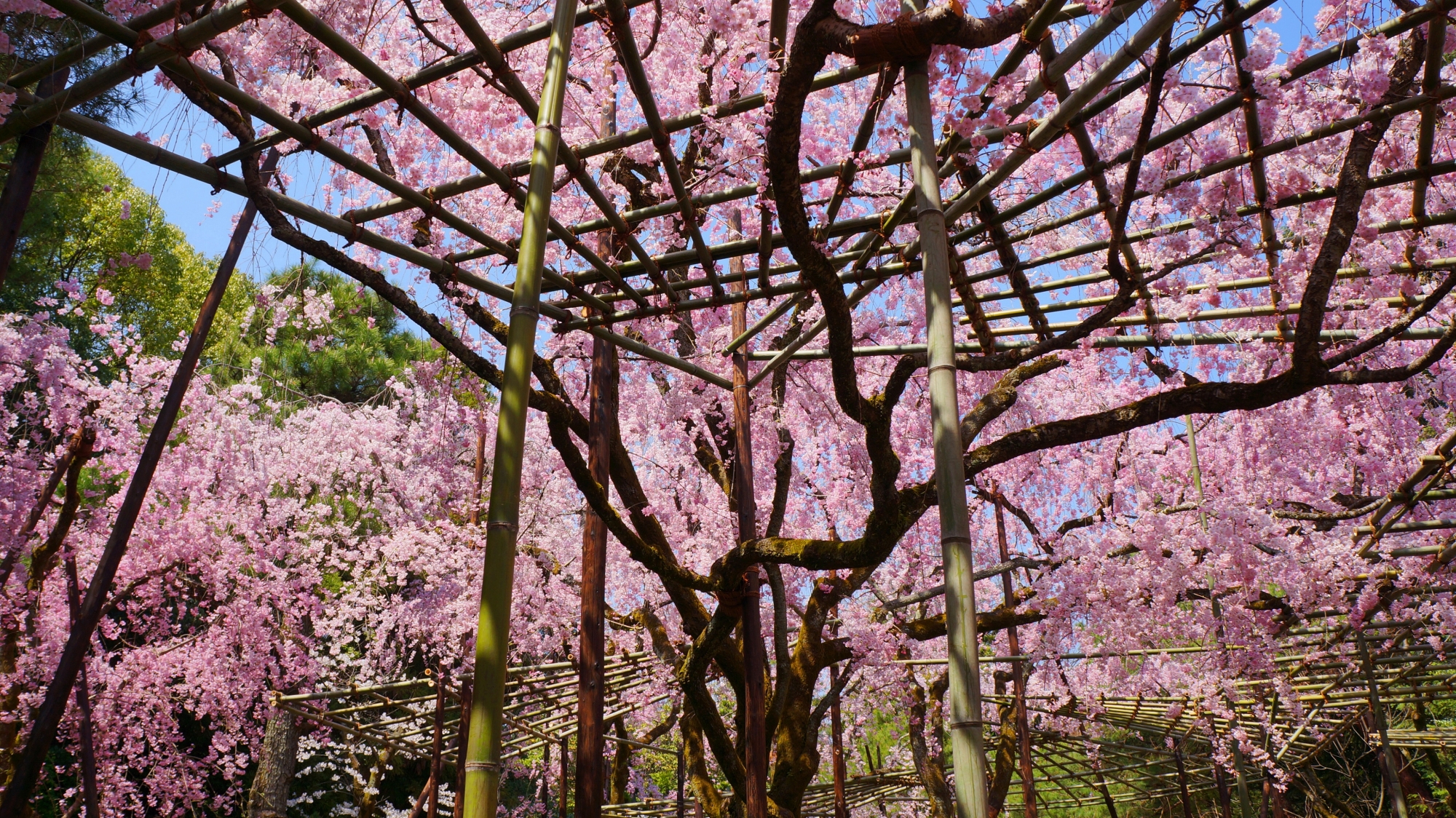 ピンクのしだれ桜の天井