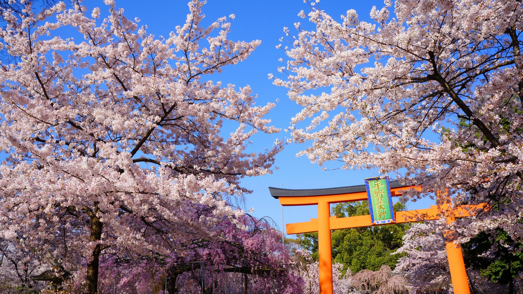 青空と鳥居を華やかな春色に彩る桜