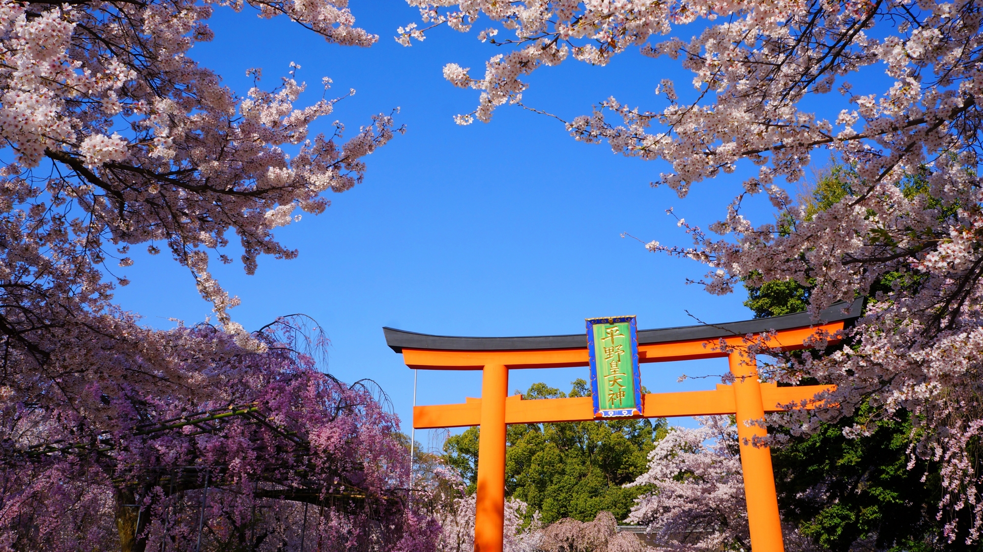 満開の桜につつまれた春の平野神社
