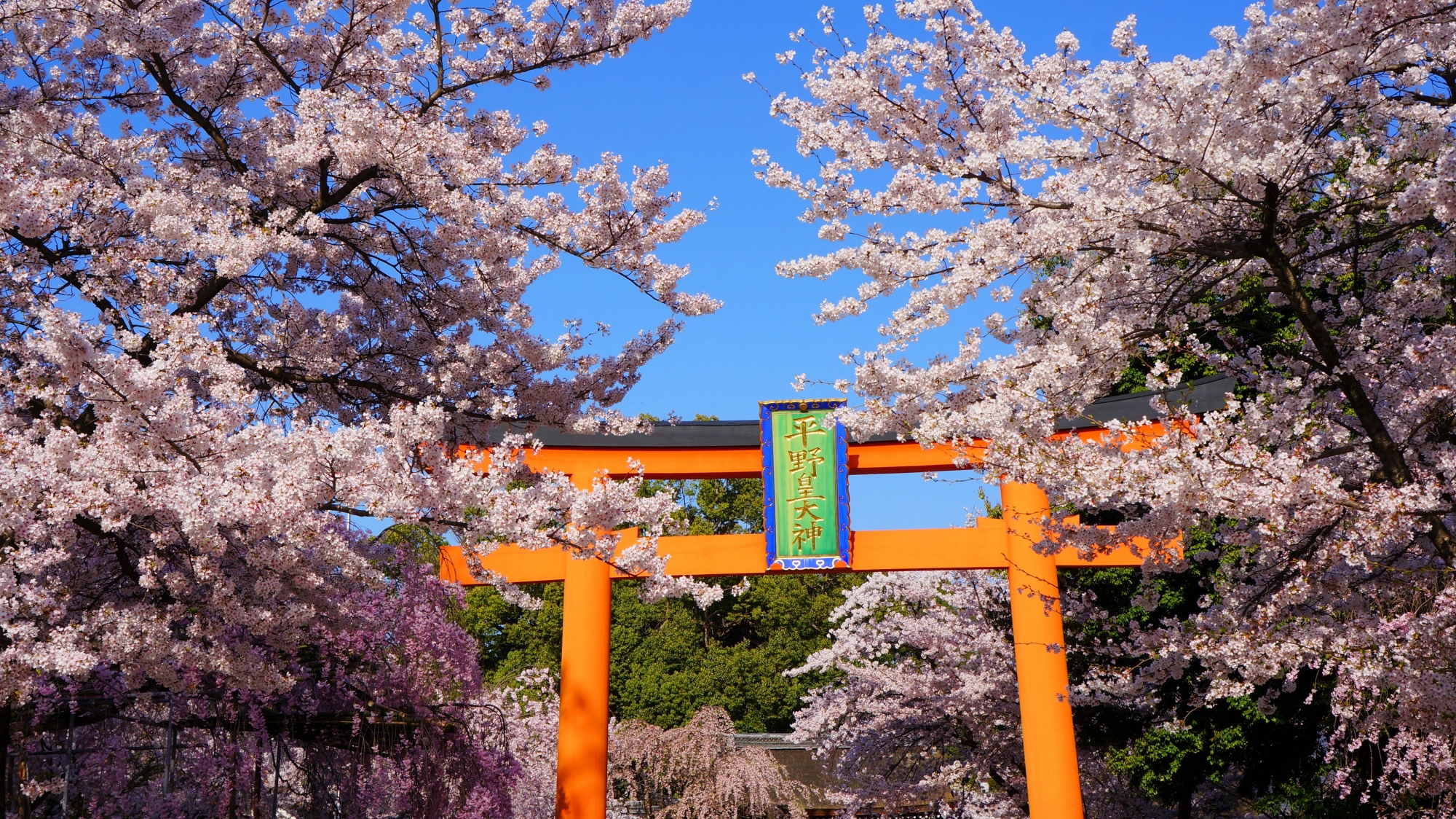 平野神社の鳥居と満開の桜
