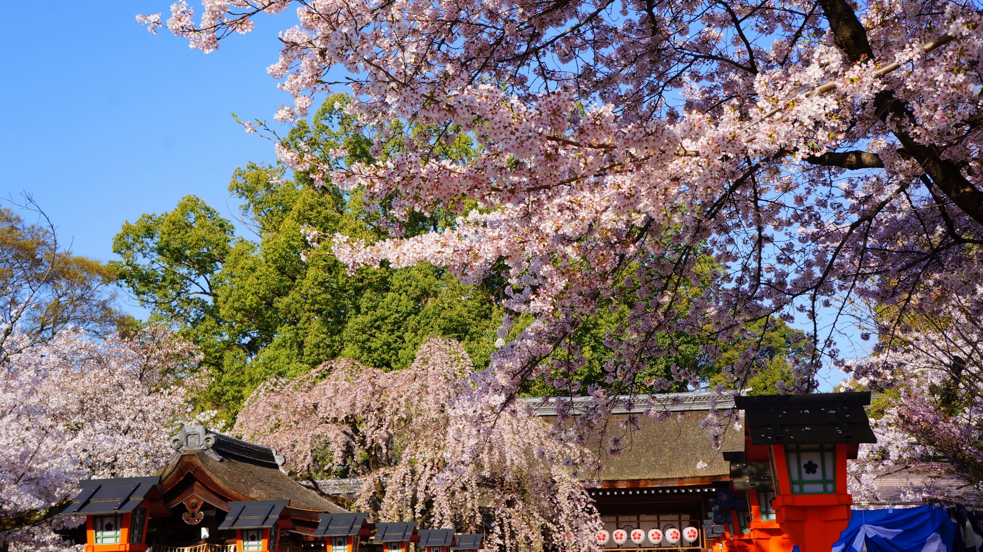 平野神社の参道の桜