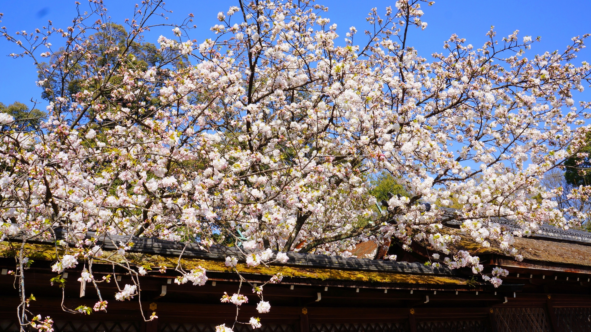 本殿と青空を豪快に彩る桜