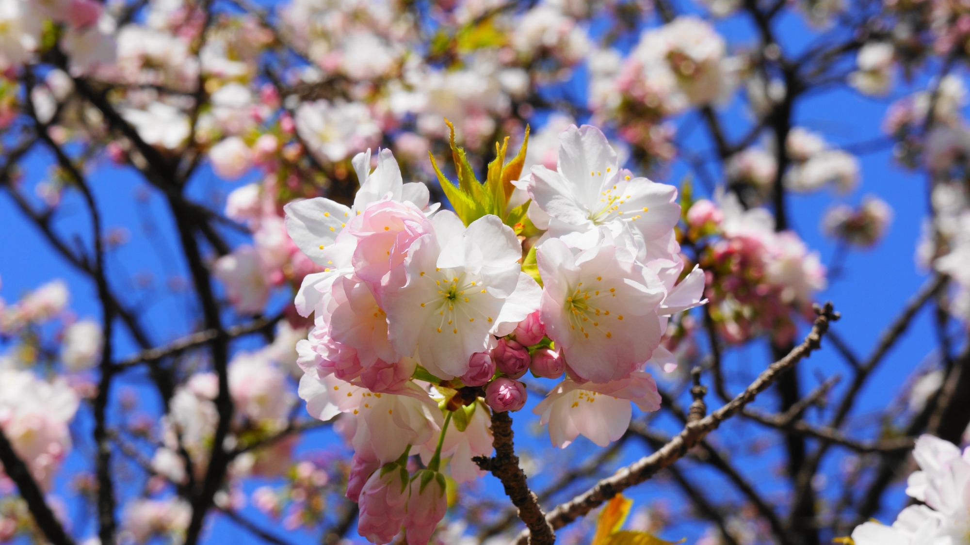 華やかな八重桜の白雲桜