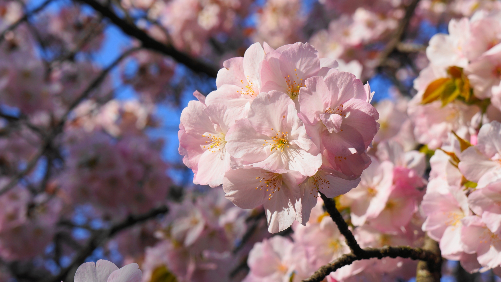 太陽が当たって華やかに輝くピンクの桜