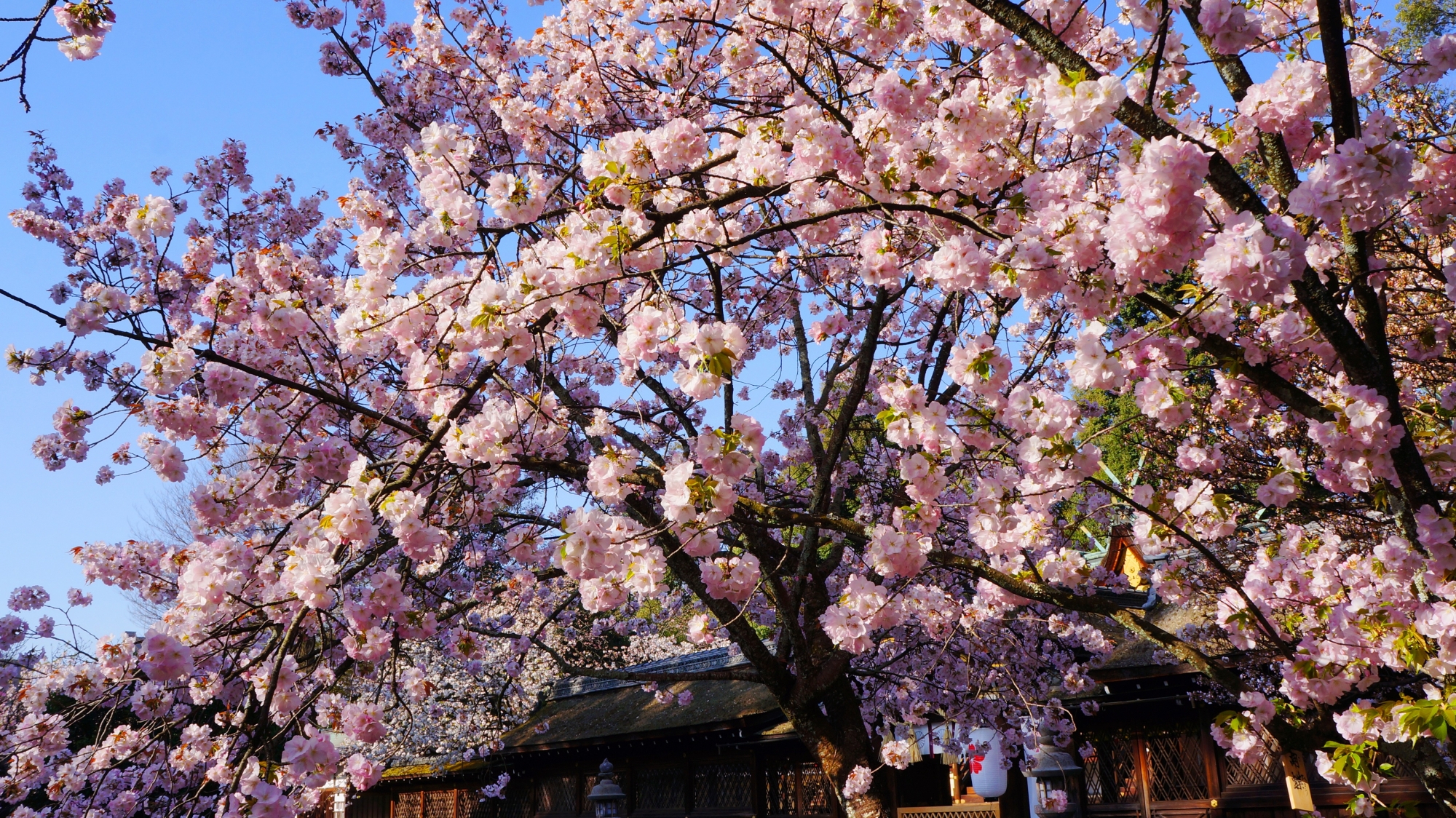 いっぱい花をつけた満開の桜