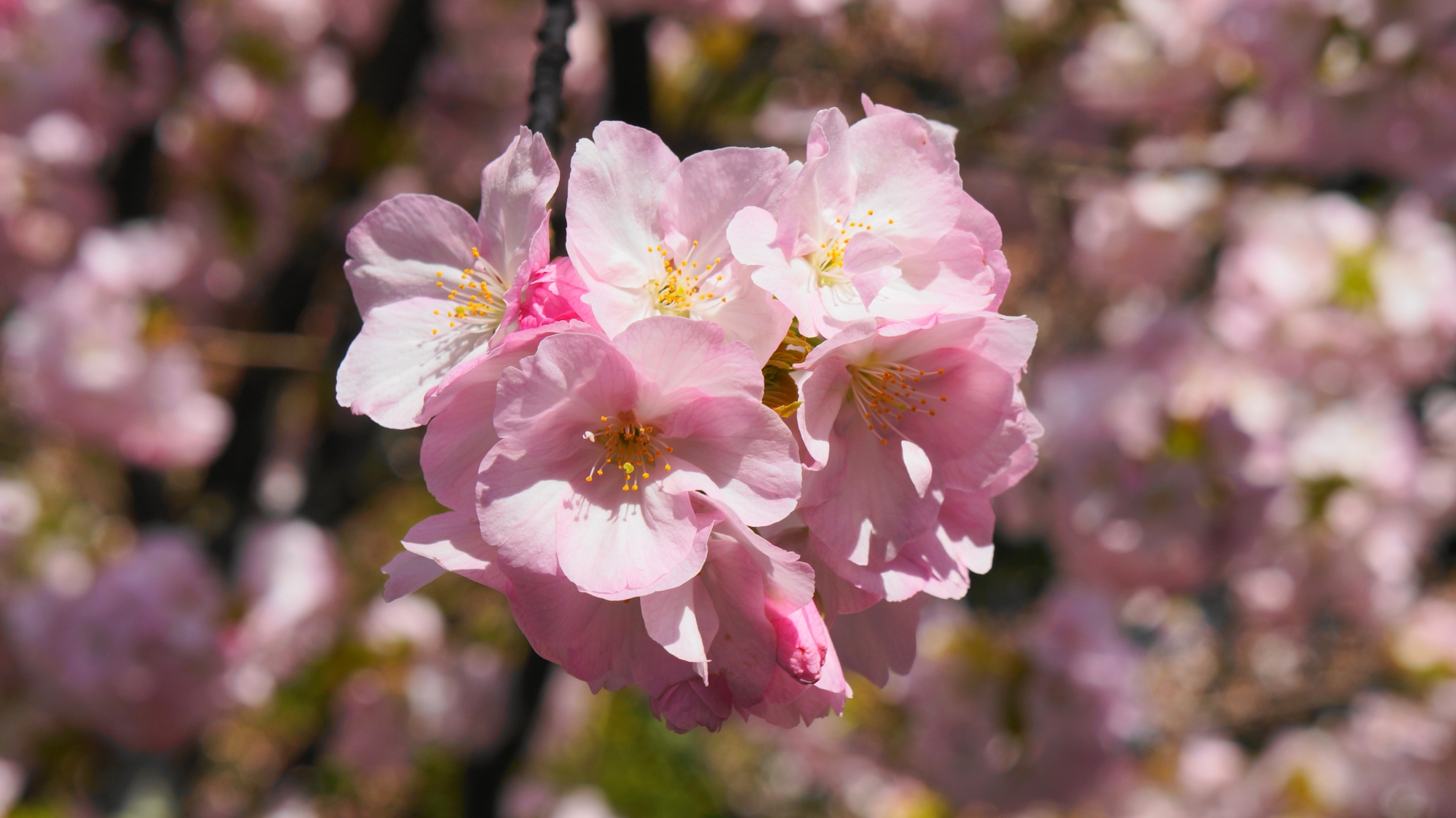 いかにも桜らしい色合いの見事な桜
